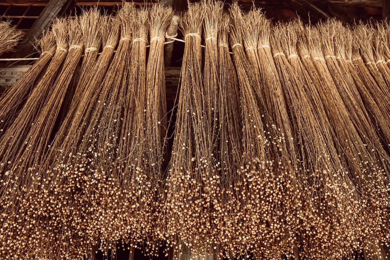Dried flax plant stalks